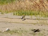 17 Small Yellow Bird At Kulquin Bulak Camp In Shaksgam Valley On Trek To Gasherbrum North Base Camp In China 